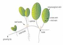leaf clusters do not lie flat Halophila ovalis cross veins more than 10 pairs leaf margins smooth no leaf hairs separate male & female plants Halophila decipiens leaf margins serrated fine hairs on