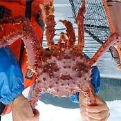 AKCRRAB News Flash, January 2011 Alaska Sea Grant January 2011 Researchers try to duplicate production success using alternate red king crab stock Large-scale red king crab (Paralithodes
