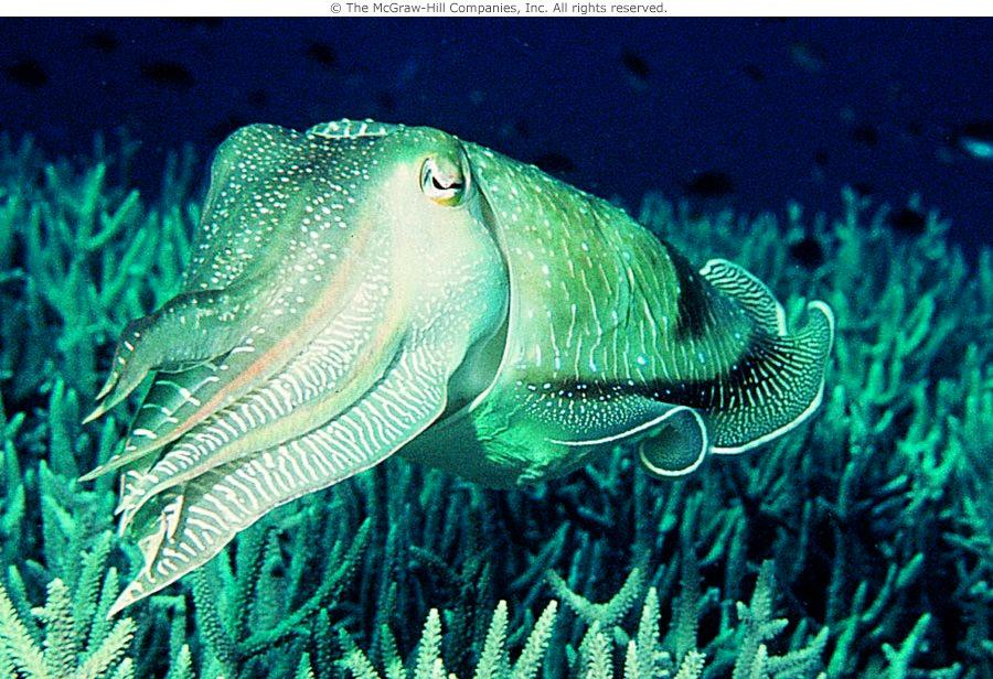 Locomotion Squid and cuttlefish use jet-propulsion for all movements Octopi only use jet-propulsion for a