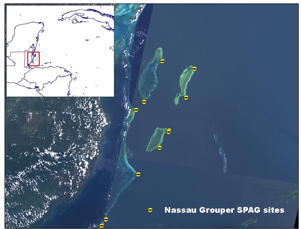 Nassau grouper Spawning