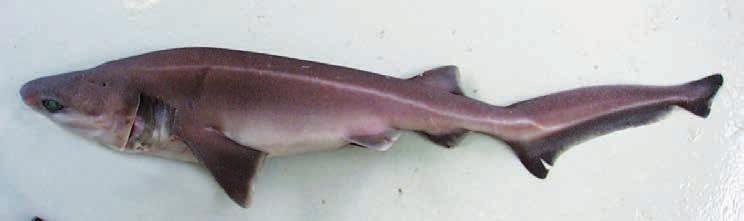 possible. Hexanchidae Cow sharks Max. total length 117 cm.