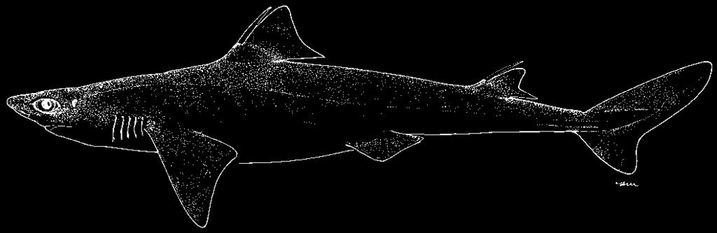 Squalus acanthias Linnaeus, 1758 Picked dogfish Aiguillat commun Mielga Kop-sang- ŏ (Kor) Doringhaai, Spikkel-penhaai (Afr) DGS First dorsal fin fairly