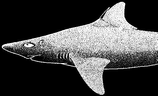 Squalus acutipinnis Regan, 1908 Bluntnose spiny dogfish First dorsal fin moderately high, with a moderately high spine Second dorsal fin spine