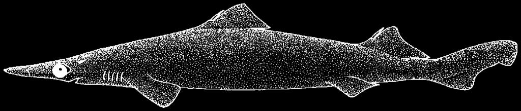 dorsal fin spine (B) A B Deania profundorum Photo: Dave Ebert A subcaudal keel on the lower surface of