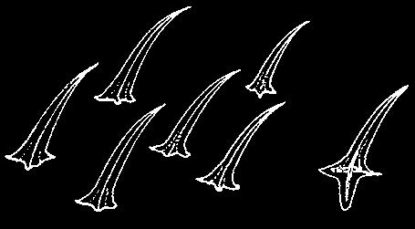 fin and spine, small Anterior branch Posterior branch Second dorsal fin and