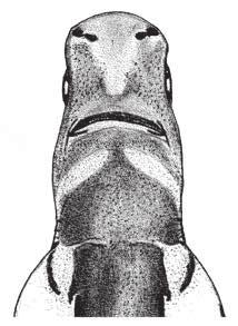 Etmopterus granulosus (Günther, 1880) Southern lanternshark (Lucifer) Sagre long nez Tollo negro narigón Toge nise karasuzame (Jpn) ETM Denticles on dorsal surface of head not in longitudinal rows,