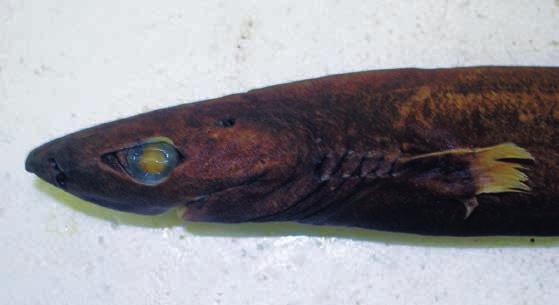 blackish on dorsal surface, underside of snout and abdomen abruptly black. Precaudal fins light distally.