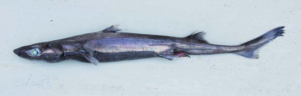 Etmopterus sculptus Ebert, Compagno & De Vries, 2011 Sculpted lanternshark First dorsal-fin spine short, slightly curved Second dorsal-fin spine height about equal to fin height Central caudal