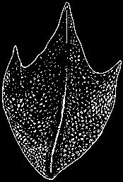 Apristurus melanoasper Iglésias, Nakaya & Stehmann, 2004 Black roughscale catshark Body slender and