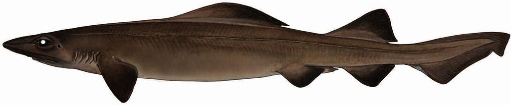 Pseudotriakis microdon de Brito Capello, 1868 False catshark Requin à longue dorsale Musolón de aleta larga First dorsal fin very large, low and