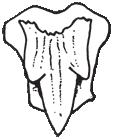 Dorsal view of head Spiracles are present and very large Teeth small, with acute narrow cusps, lateral cusplets, and strong basal ledges and