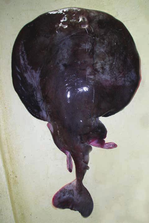 Photo: Dave Ebert A deep sea species occurring off South Africa and Namibia from Algoa Bay, Eastern Cape, South Africa to Walvis Bay, Namibia; records from Namibia are very rare.