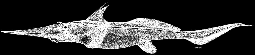 Rhinochimaera atlantica Holt & Byrne, 1909 Straightnose rabbitfish Chimère à nez mou Narigón sierra Nishi tenguginzame (Jpn) RCT Conical snout, subtriangular and fleshy at the base, tapering to a