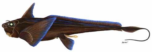 fins not attached to head Snout elongated, sawlike BATOID ORDERS CHIMAERIFORMES
