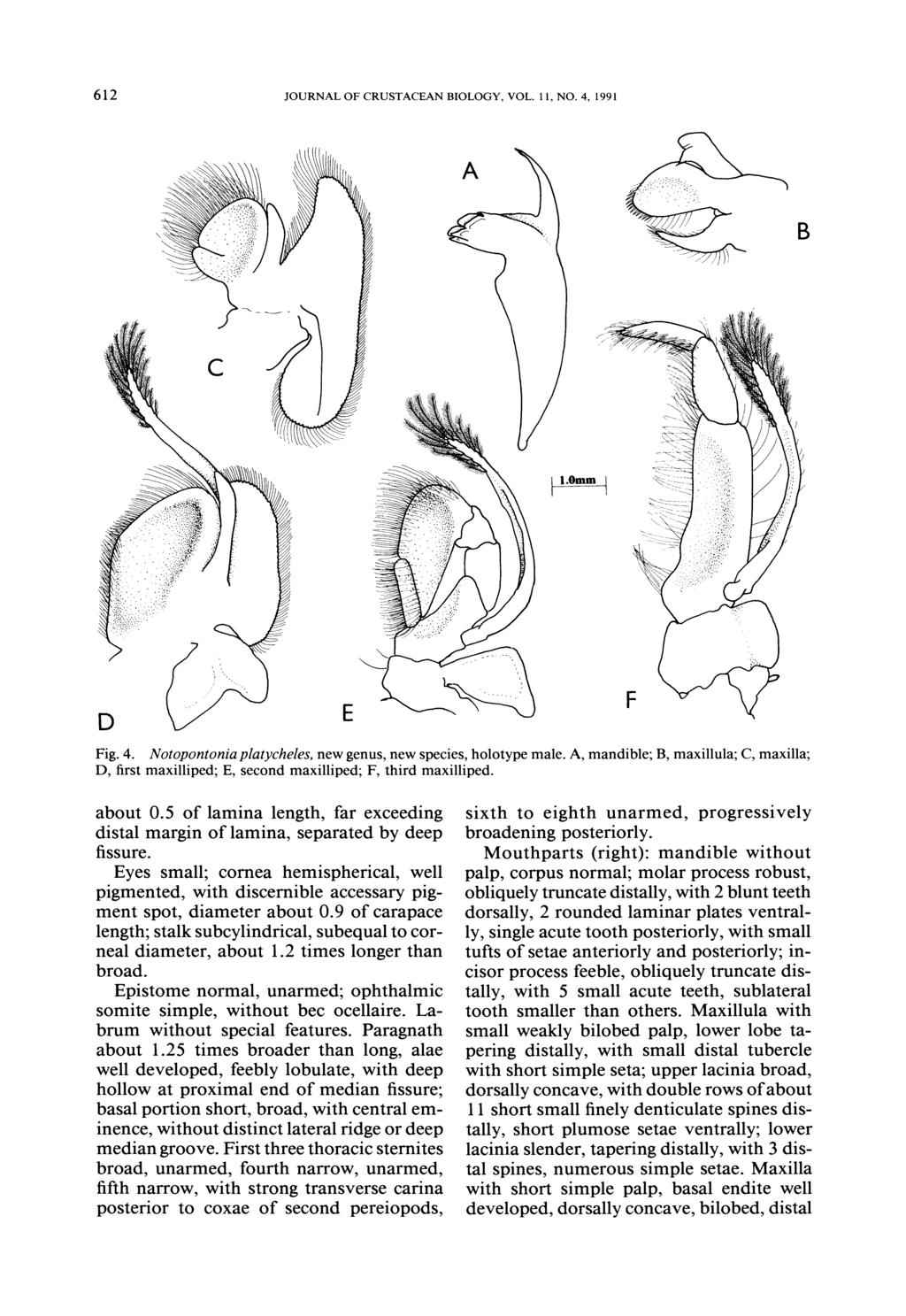 612 JOURNAL OF CRUSTACEAN BIOLOGY, VOL. 11, NO. 4, 1991 B I.Omm I Fig. 4. Notopontonia platycheles, new genus, new species, holotype male.