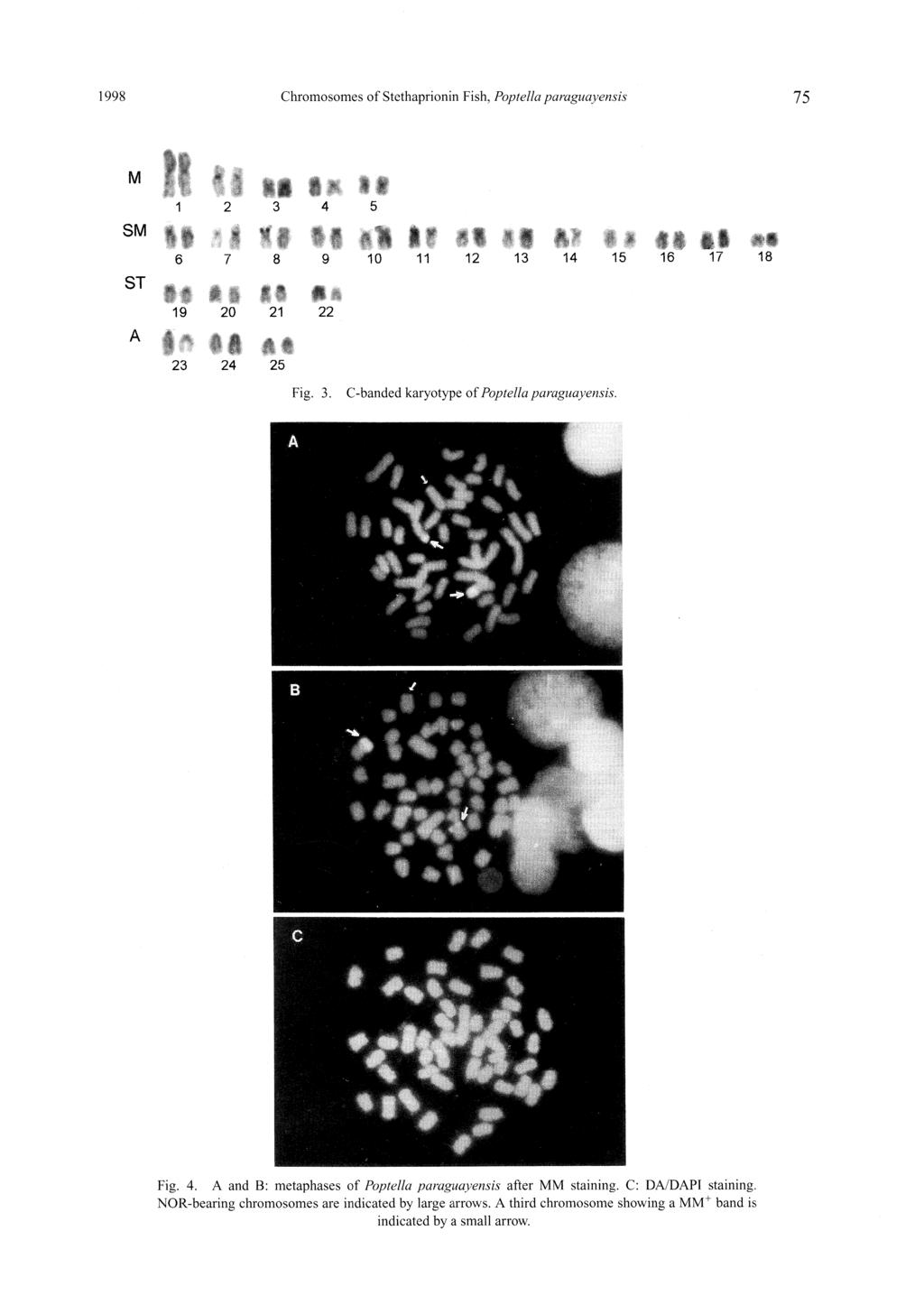 1998 Chromosomes of Stethaprionin Fish, Poptella paraguayensis 75 Fig. 3. C-banded karyotype of Poptella paraguayensis. A B C Fig. 4.