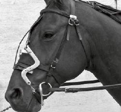 A Raymond check with a fixed V-shaped hoop under the chin of the horse is not allowed.