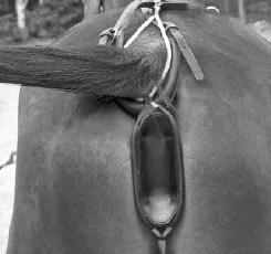 Suspensor for colts/stallions viewed from
