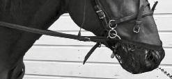 Therefore, it is important to ensure that the horse have unrestricted vision forwards also when the overcheck is being attached to the harness.