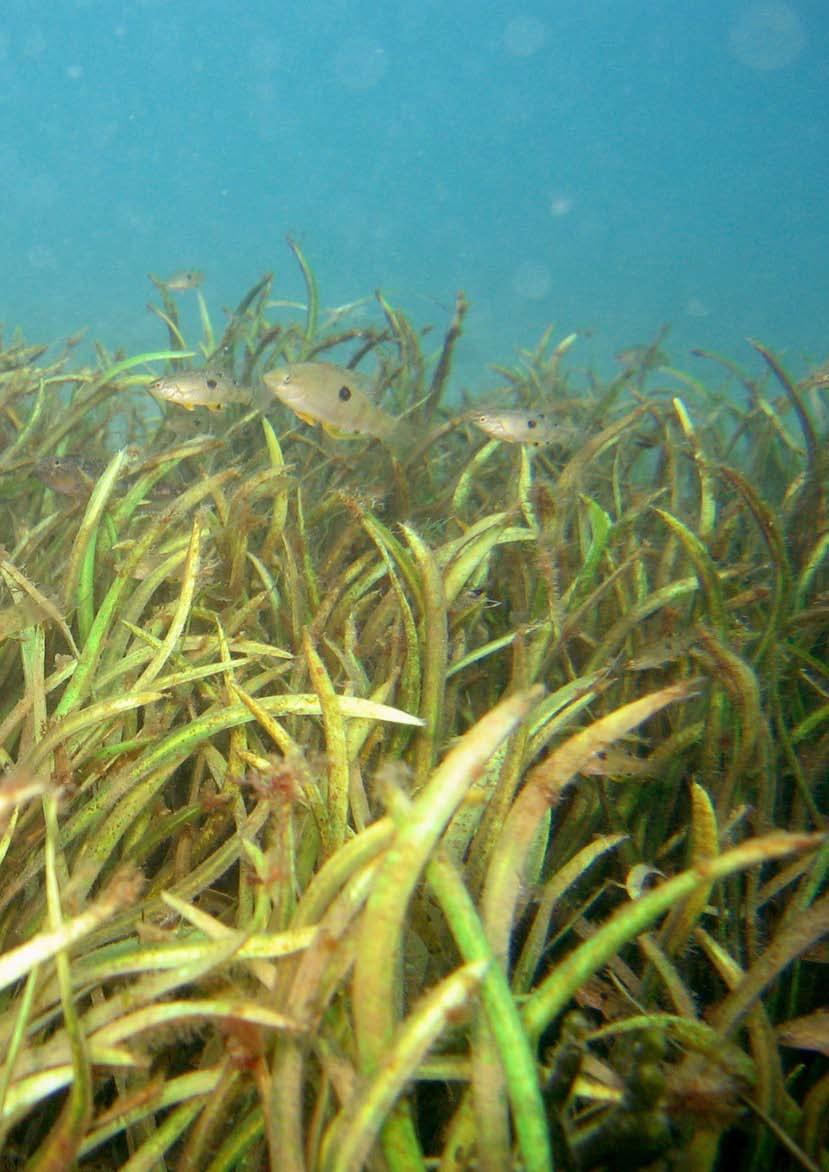 Seagrass provides important habitat for young snapper and other fish like spotties (pictured). Photo courtesy Ministry of Fisheries. Can you give an example of an important snapper nursery?