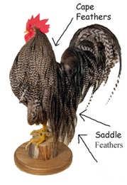Tips... Rooster Cape or Rooster Saddle? Things to first consider. First, what sizes are you planning to tie? With a good rooster cape you can tie sizes 6 to 26.