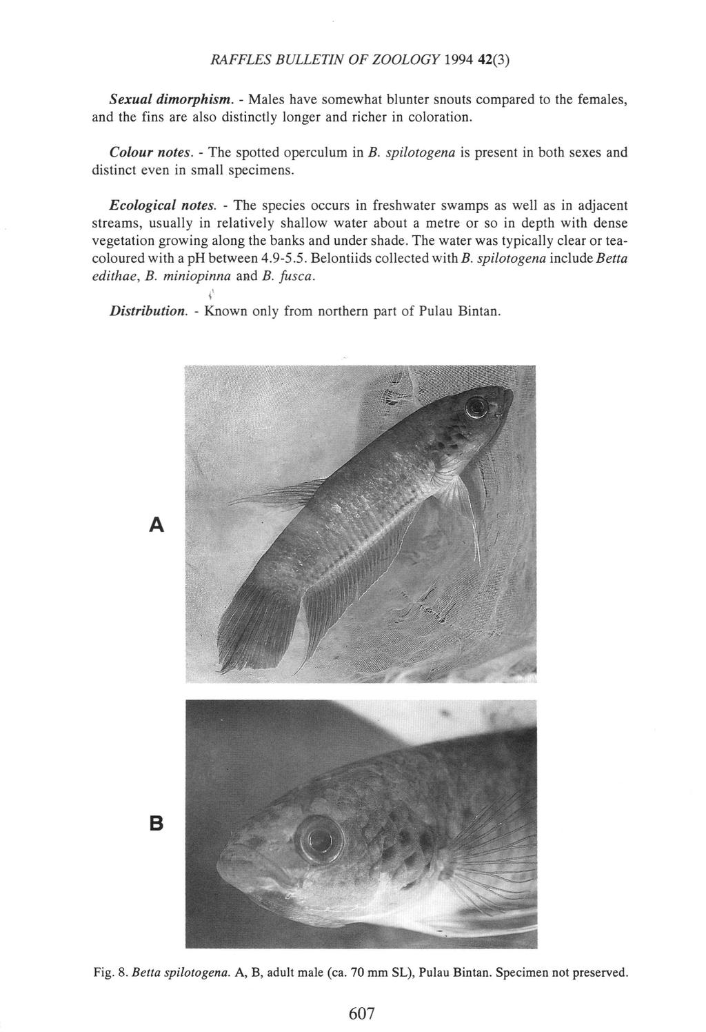 Sexual dimorphism. - Males have somewhat blunter snouts compared to the females, and the fins are also distinctly longer and richer in coloration. Colour notes.