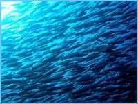 .. It is called "The Greatest Shoal on Earth - hundreds of people are engulfed in the sardine fever that strikes KwaZulu-Natal and, not only are the people in a frenzy; predators of the ocean