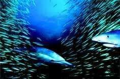It must be mentioned at this point that the Sardine Run is a natural phenomenon; therefore the exact timing cannot be predicted.