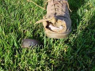 Employee ran over foot with lawn mower Notice the damage to the shoe The steel toe insert is lying in the