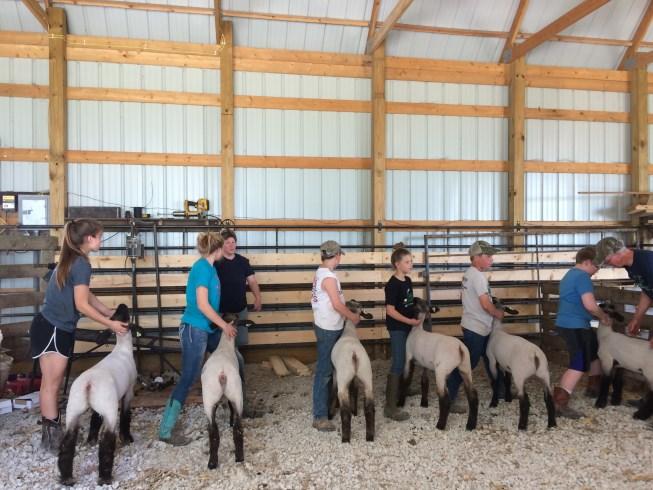 6 Sheep & Goat Project Workshops Each year Darwin Downing offer outstanding opportunities to 4-Hers who have an interest in sheep and goats.