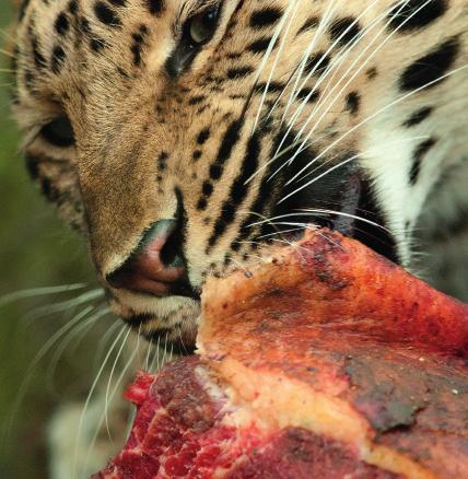 Amur Leopard - Diet Prey: Amur leopards hunt an indiscriminate variety of animals including roe deer, sika deer, badgers and hares.