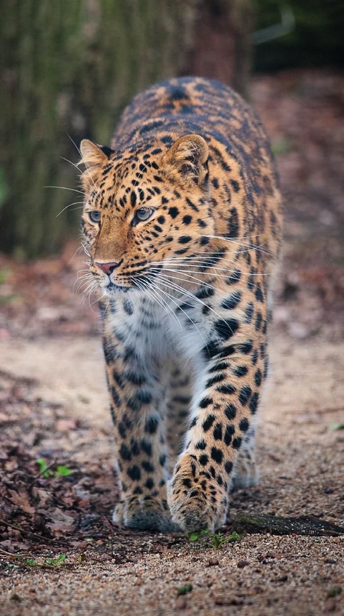 Amur Leopard - Reintroduction The Amur leopard is probably the only large cat for which a reintroduction program using zoo stock is considered a necessary conservation action with some prospect of