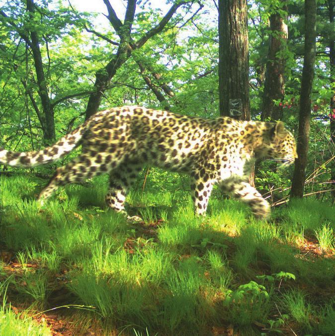 Amur Leopard - Habitat Habitat: Amur leopards live in the temperate forests of Far Eastern Russia, experiencing harsh winters with extreme cold and deep snow, as well as hot summers.