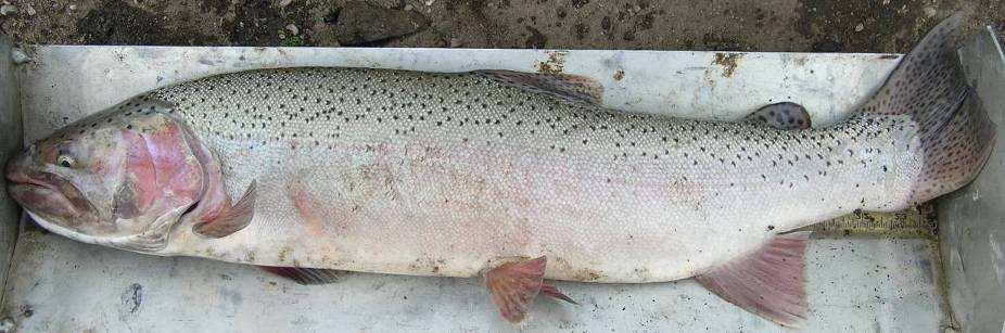 Majority of redband trout inhabit