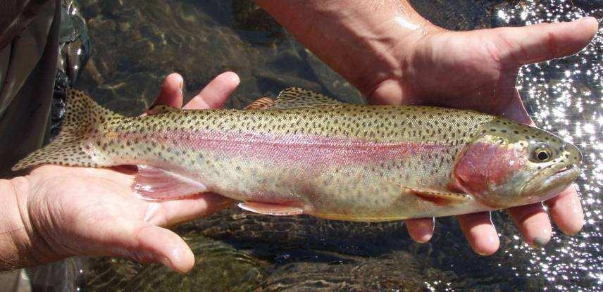 Basin redband trout - 950,000 fish (± 21%) 2000: USFWS denies