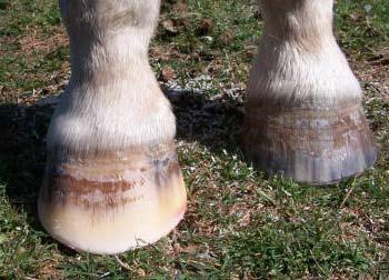 Writing on the wall (pun intended) Ripples, grooves and red stripes lined up down the hoof wall. Wall flare or outward deviation. Reason for true panic if you see this on your horse.