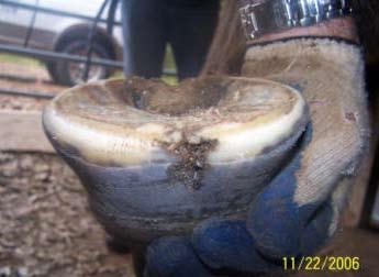 Additionally, when you see horses with multiple superficial cracks all over the hoof wall, fungus is usually the culprit.