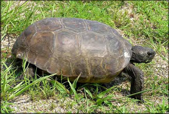 Allows for any kind of take, including killing, of wildlife in emergency safety situations. Gopher tortoises may not be killed.
