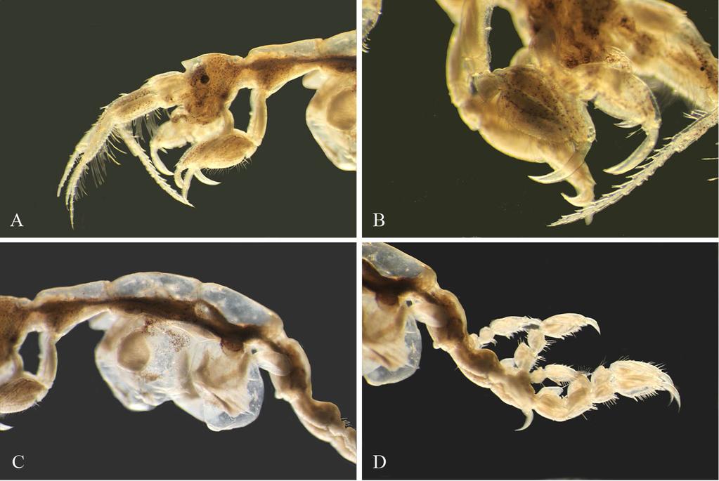 C. Woods et al. Figure 4. Detail of female Caprella andreae. (A) Antennae to brood pouch, (B) gnathopods 1 and 2, (C) brood pouch and gills, (D) pereopods 5-7. Photographs by Chris Woods.