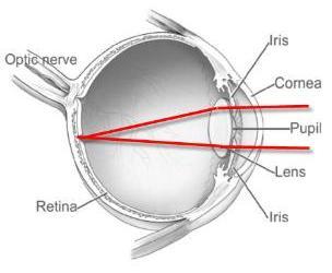 retina.