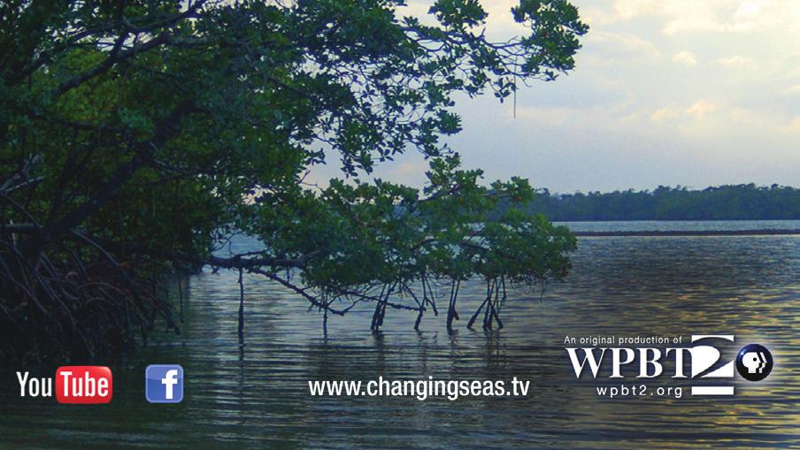 203: Seagrasses and Mangroves Seagrasses and mangroves are in decline globally, threatening