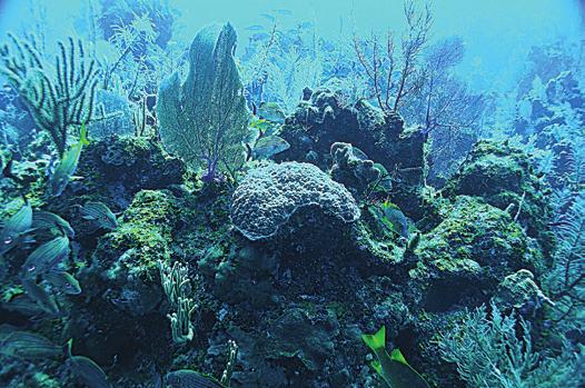 303: Prescription: Oceans In Florida, scientists are testing sea sponges for their potential anti-cancer properties.