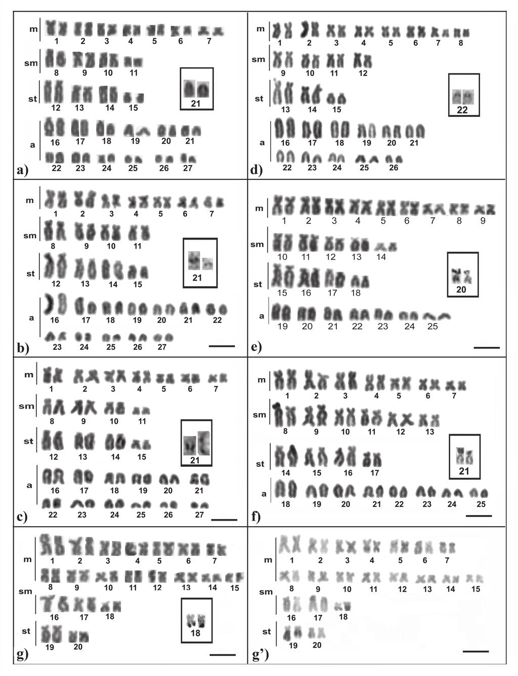 128 Diversity and chromosomal evolution in the genus Ancistrus Loricariichthys (Scavone & Júlio Jr., 1995), Hemiancistrus (de Oliveira et al., 2006) 