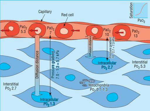 Oxygen cascade: The last step: Diffusion into the cell Summary of oxygen