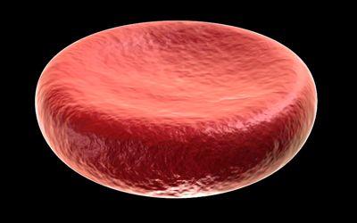 Oxygen transport within the blood: Chemically bound: Hemoglobin Oxygen