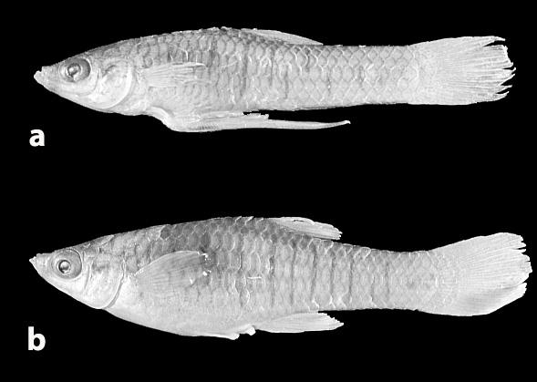P. H. F. Lucinda 377 Fig. 5. Phalloptychus iheringii, MCP 11054, Tubarão, rio Tubarão and lateral channels near Campo Verde, Santa Catarina, Brazil. ( a) male, 18.3 mm SL; (b) female, 25.7 mm SL.