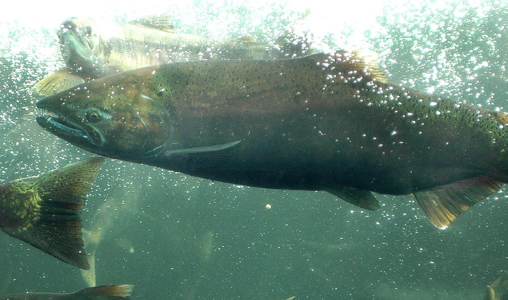 Chinook Salmon (Oncorhynchus tshawytscha) Robert H.