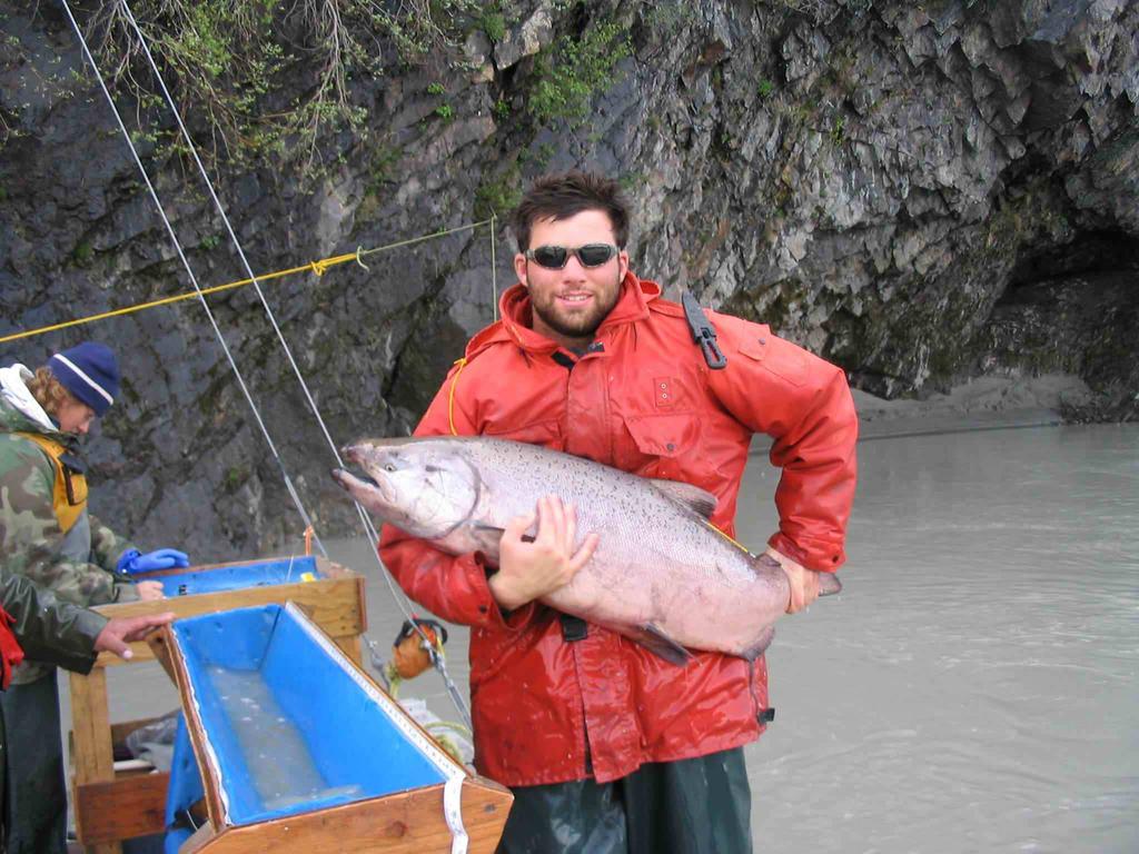 Results: Radio Tag Fates 2002 2003 2004 Total Number Radio-Tagged 462 500 498 Failed to enter Chitina Fishery 37 32 36 Radio Tags into Chitina Fishery 425 468 462 Harvested