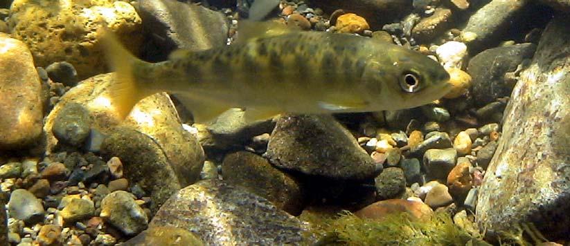 Groups of 20-50 juvenile salmonids per riffle or run were common throughout the survey. Most fish were observed feeding with schools of native minnows and suckers in swift water.