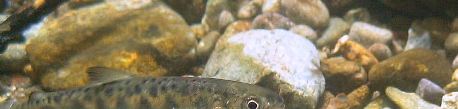 Figure 8. Juvenile Chinook salmon in the Napa River near Zinfandel Lane.